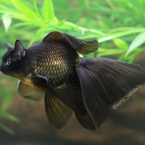 Meet your Posher, Stitch - Picture 6 of 6